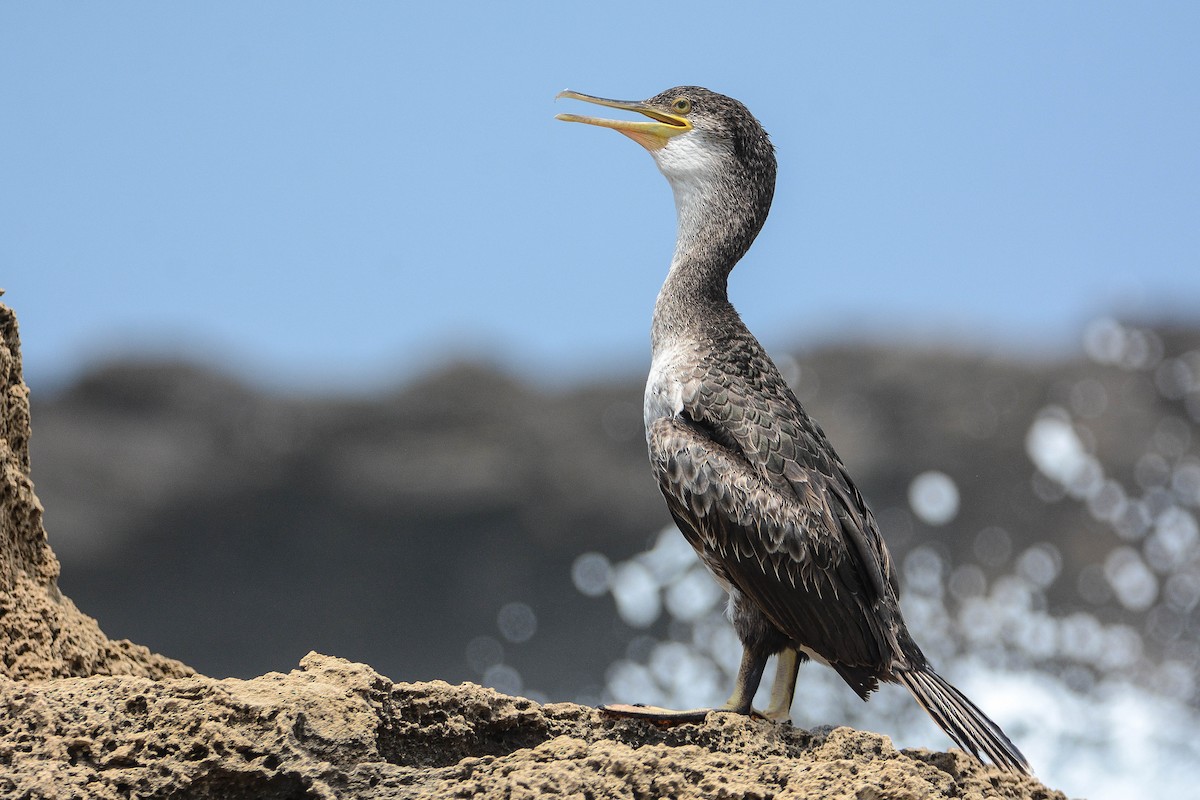 European Shag (Mediterranean) - Itamar Donitza