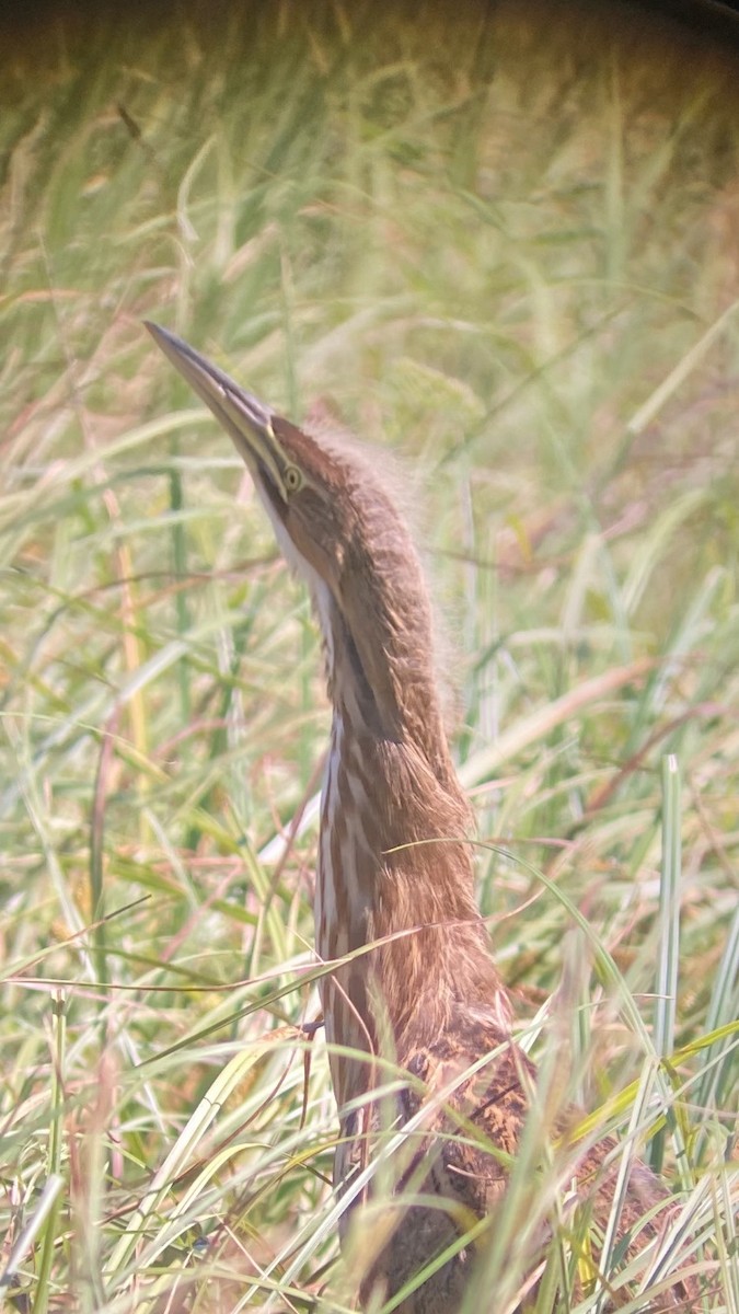 American Bittern - ML356596811