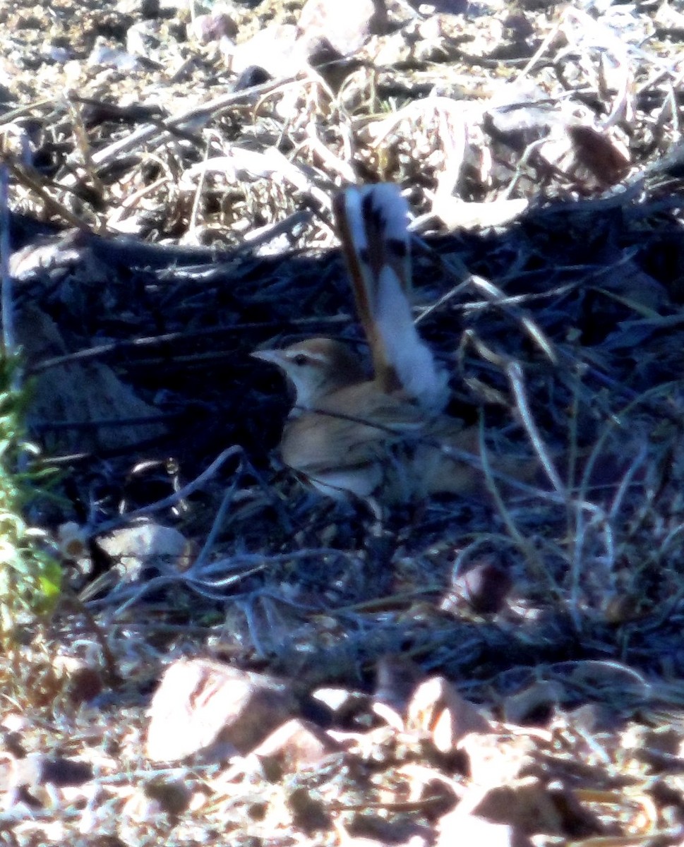Rufous-tailed Scrub-Robin - ML356598421