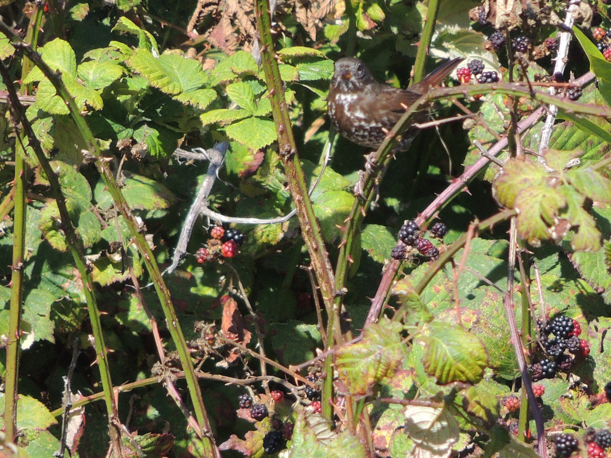 Fox Sparrow (Sooty) - ML35659861