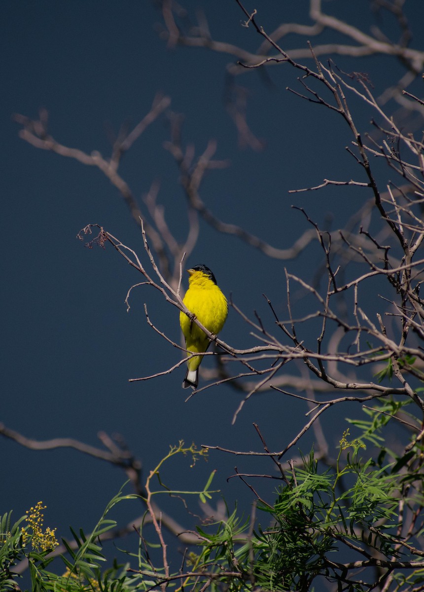 Lesser Goldfinch - ML356600151