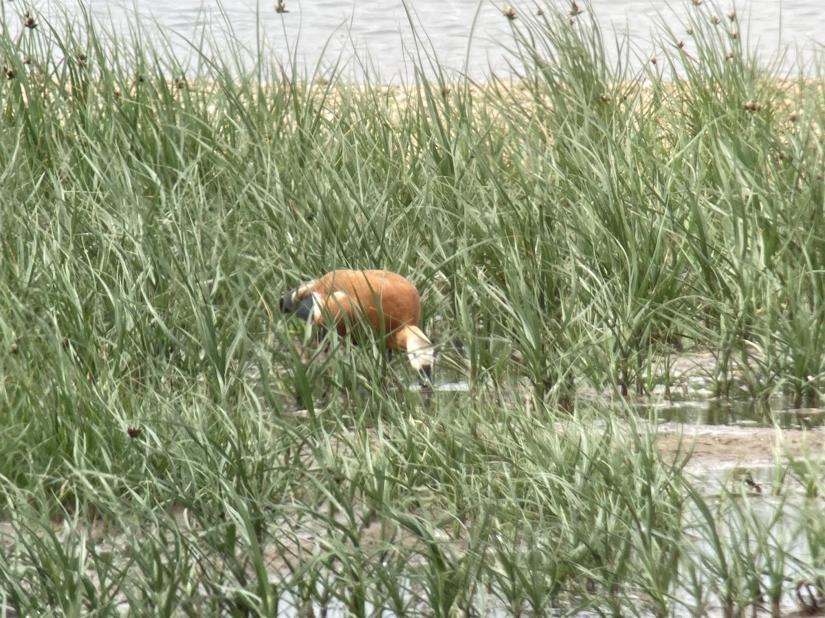 Ruddy Shelduck - Gabriel Jamie