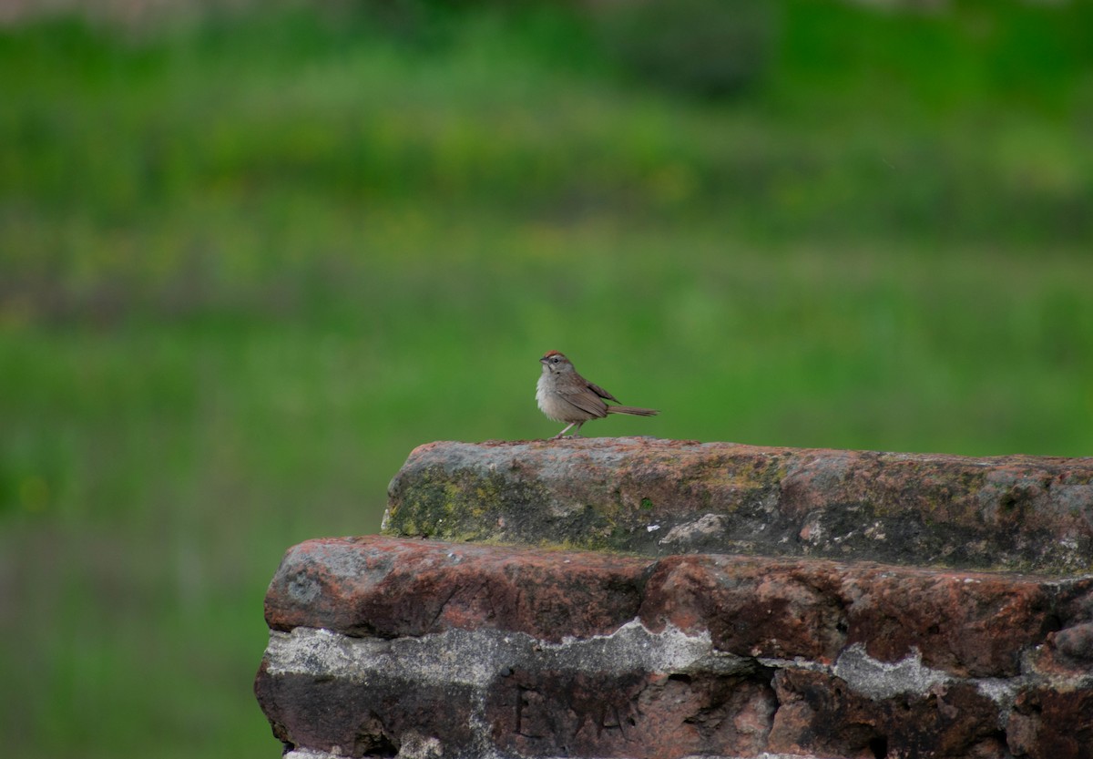 Rufous-crowned Sparrow - ML356601021