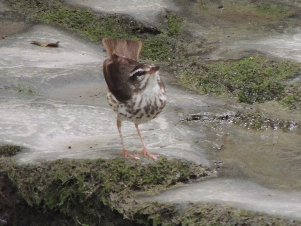 Louisiana Waterthrush - ML356601141