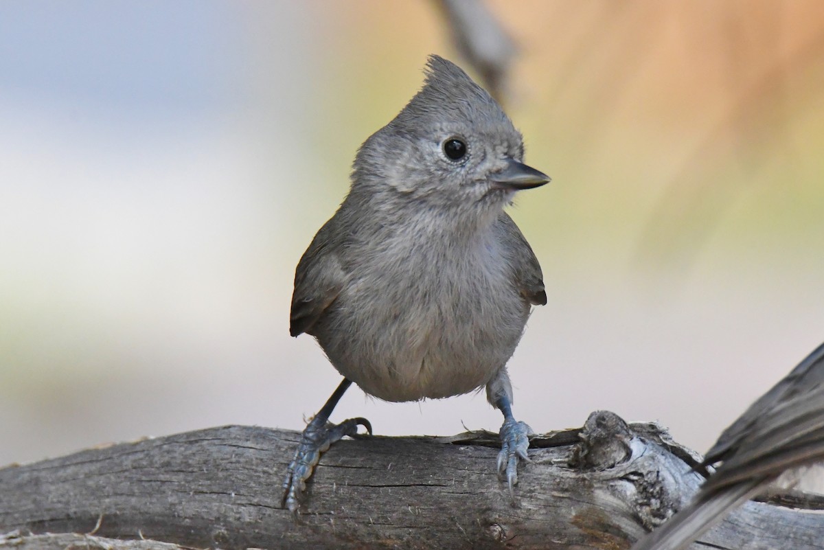 Juniper Titmouse - Ron Hirsch