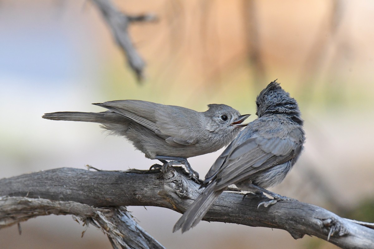 Juniper Titmouse - Ron Hirsch