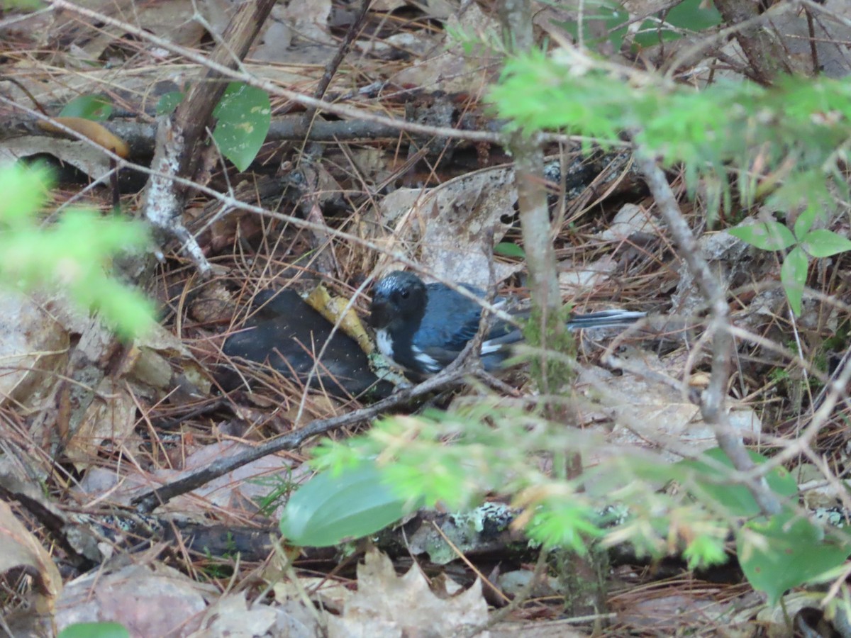 Black-throated Blue Warbler - ML356603681