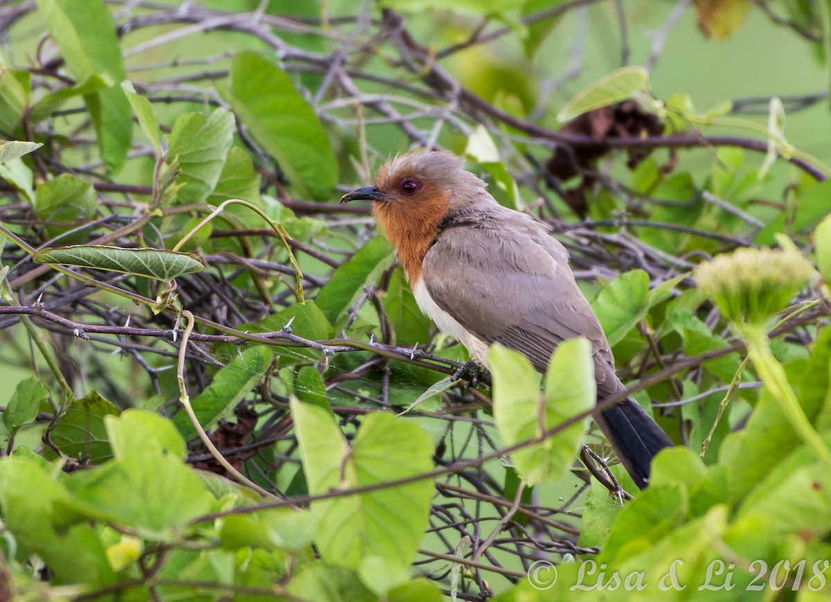 Dwarf Cuckoo - Lisa & Li Li