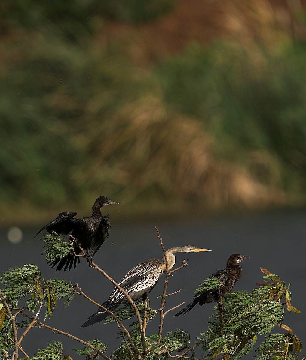 Little Cormorant - Vipin Paul