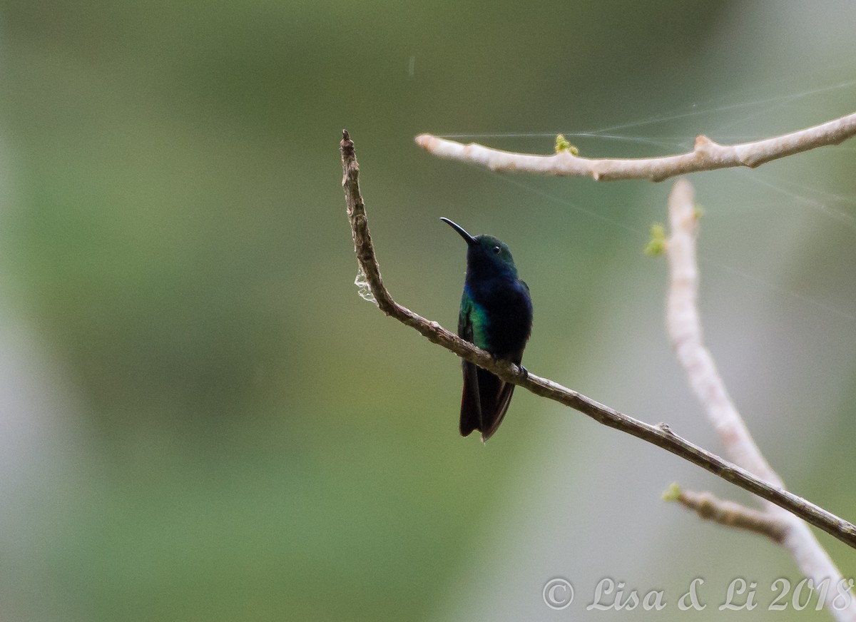 Black-throated Mango - ML356604251