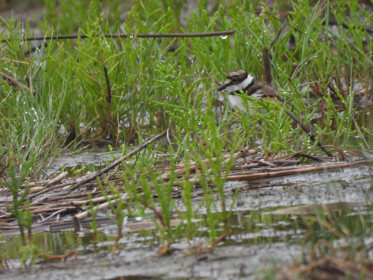 Killdeer - Palm Warbler