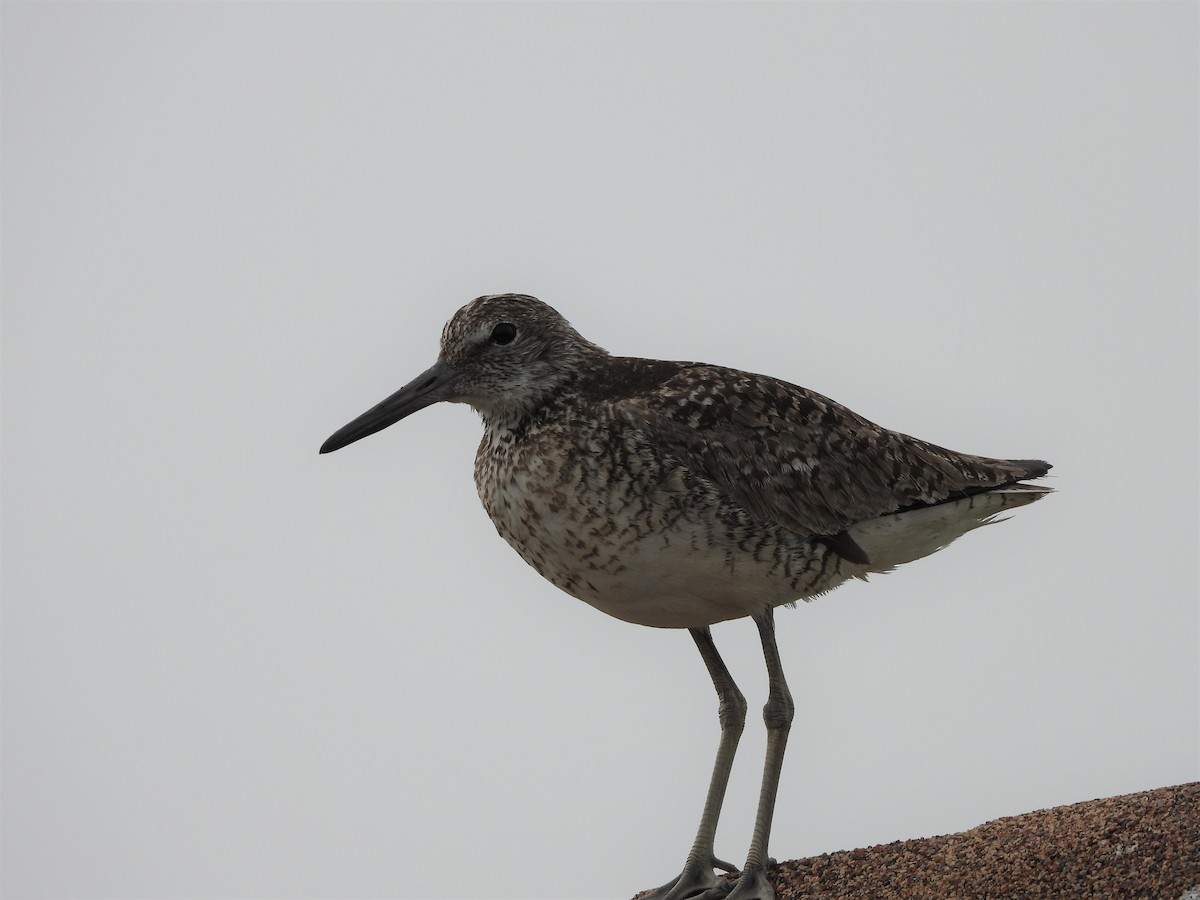 Willet - Palm Warbler