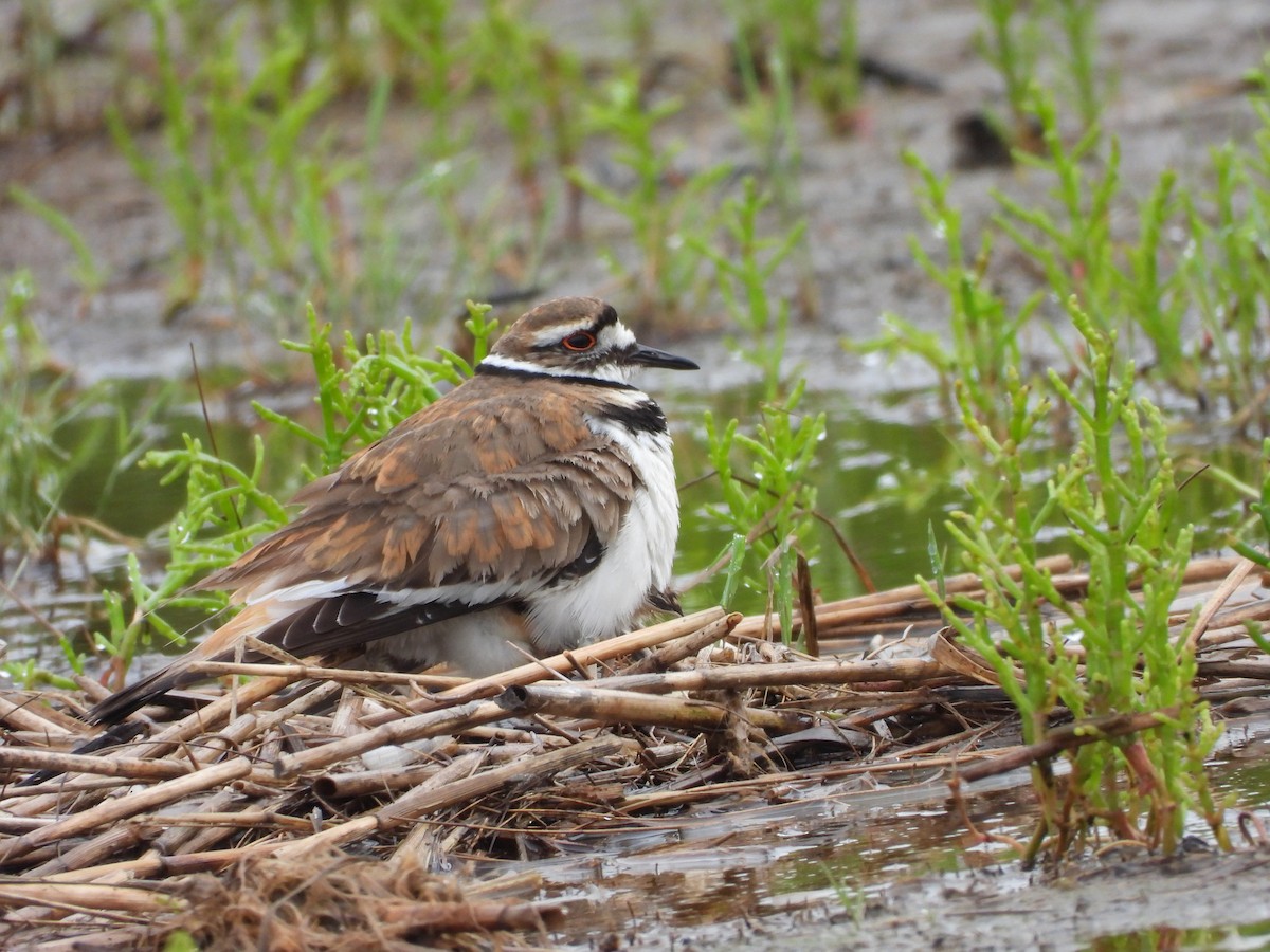 Killdeer - ML356605441