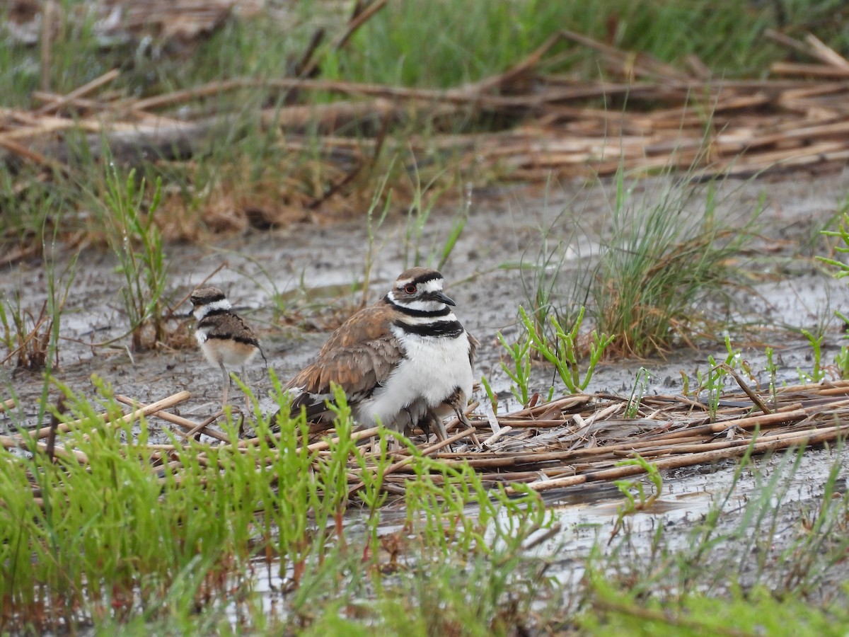 Killdeer - ML356605541