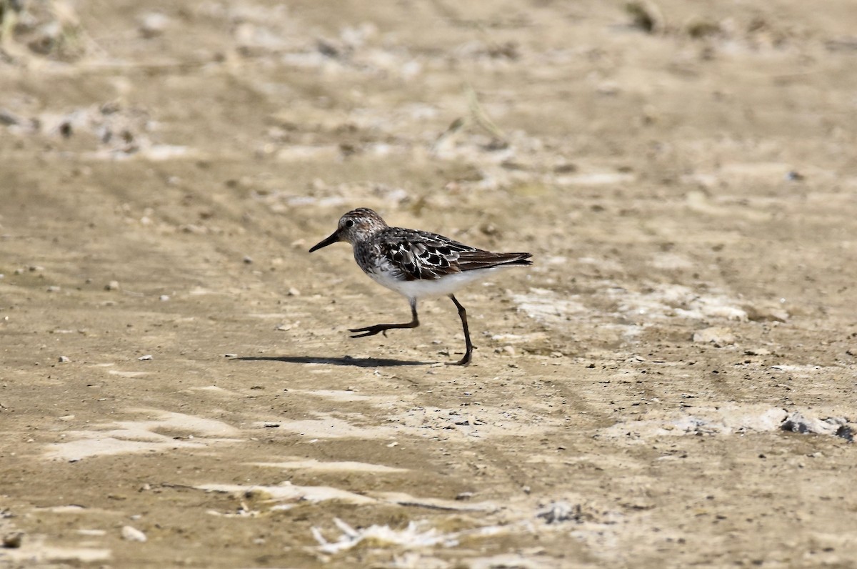 Least Sandpiper - Patricia Zucco