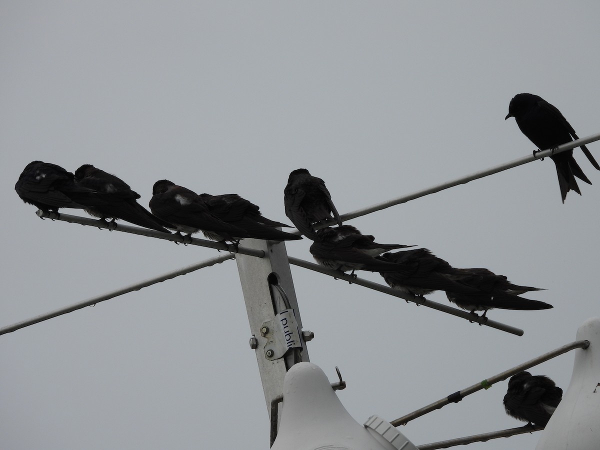 Purple Martin - ML356606251