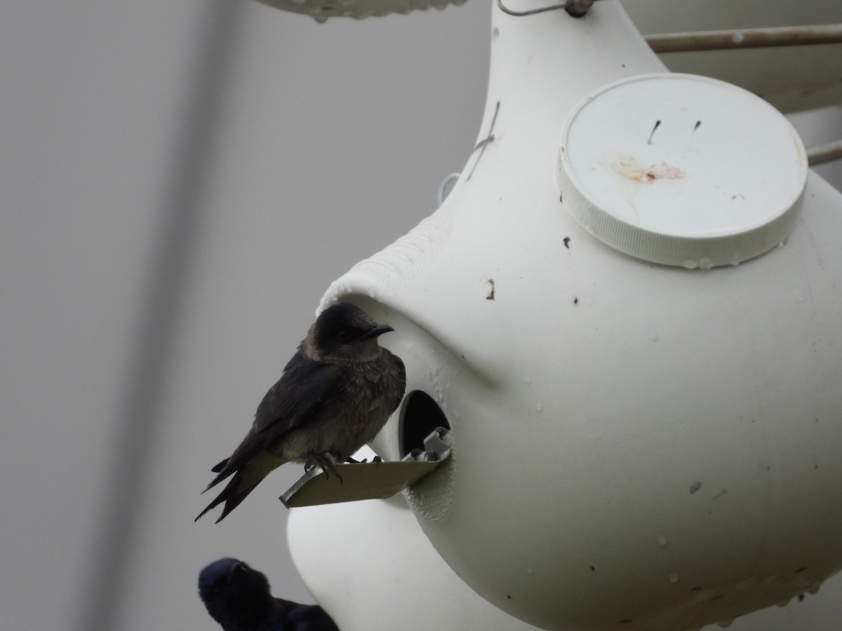 Purple Martin - ML356606551