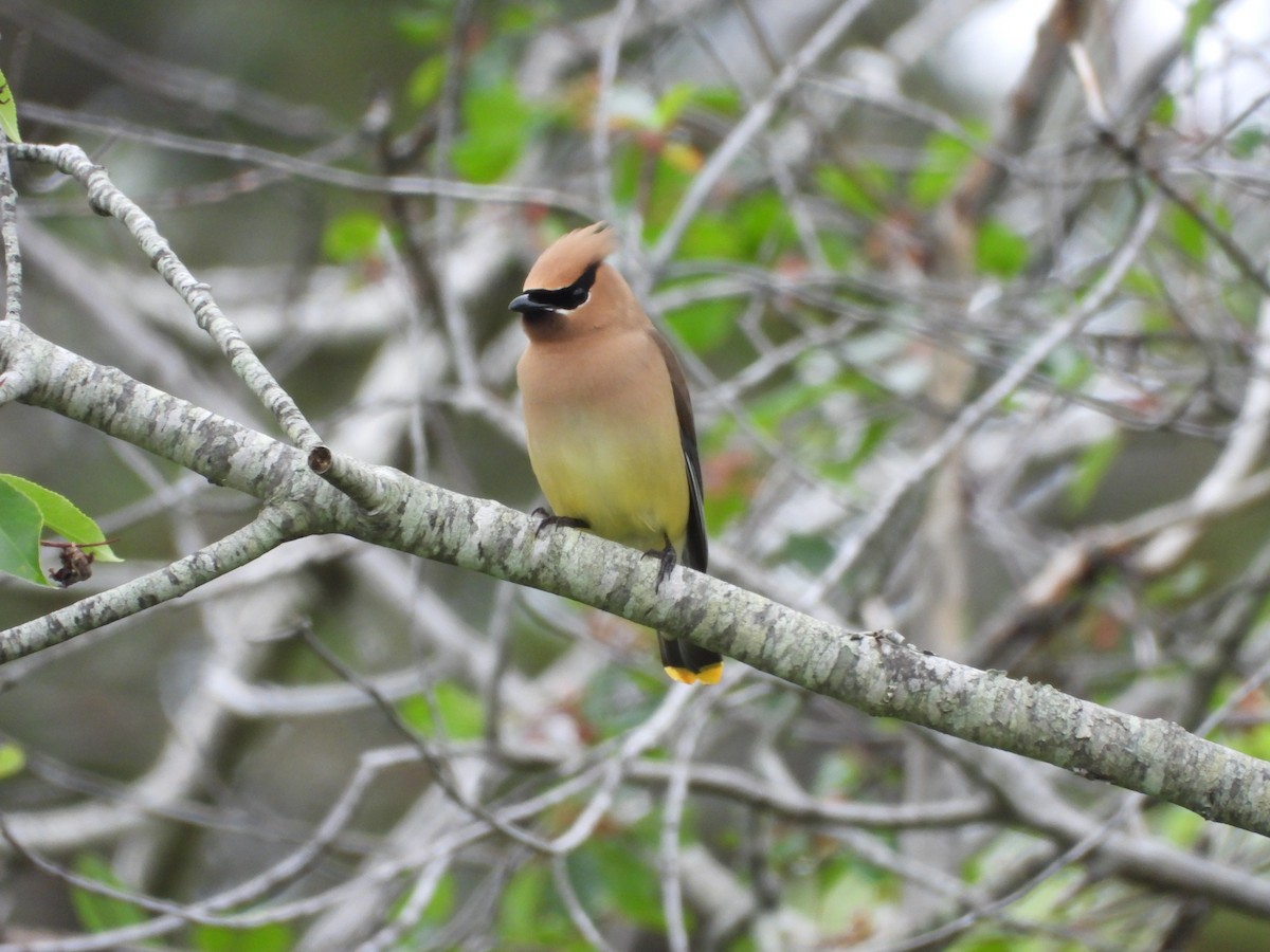 Cedar Waxwing - ML356607761