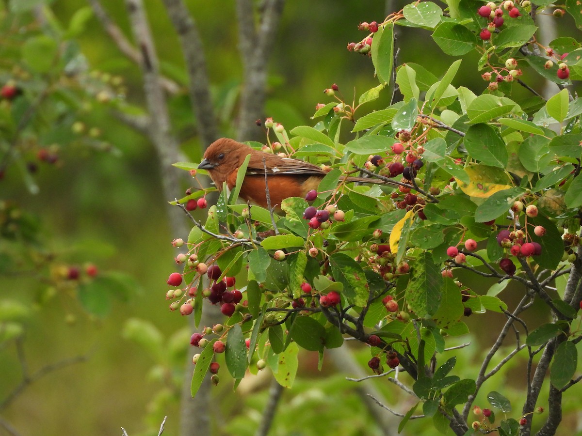 Eastern Towhee - ML356608131