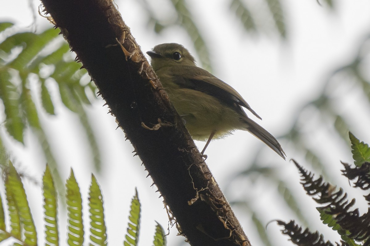 Flavescent Flycatcher - ML356608221