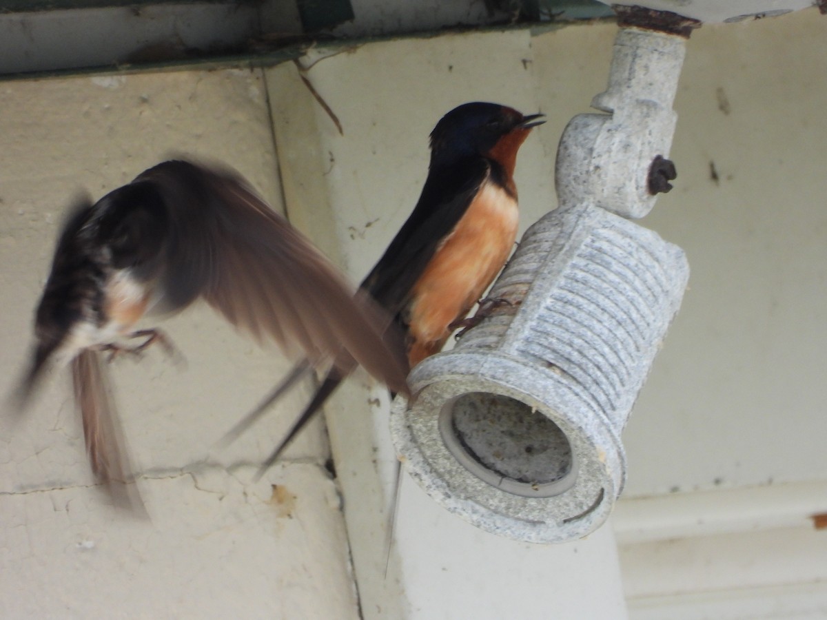 Barn Swallow - ML356608791