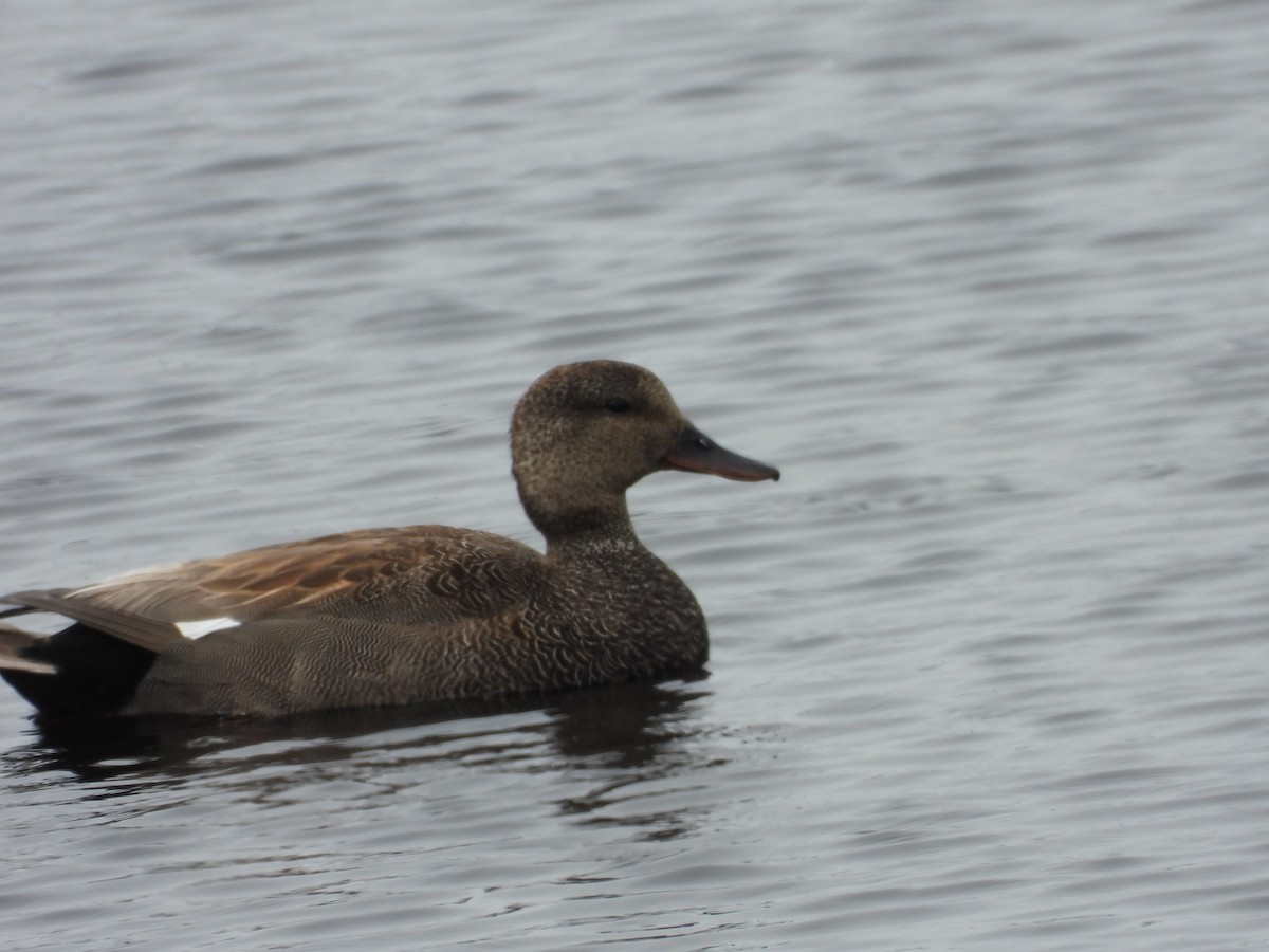 Gadwall - ML356608891