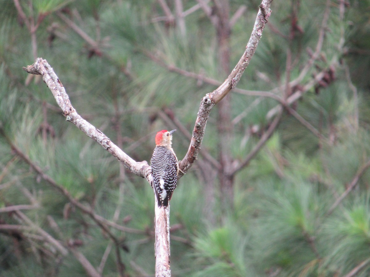 Red-crowned Woodpecker - ML356608951
