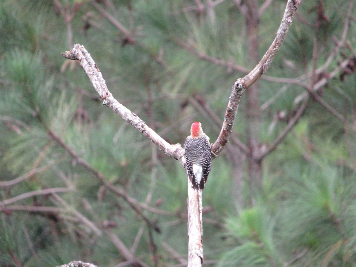 Red-crowned Woodpecker - ML356609121