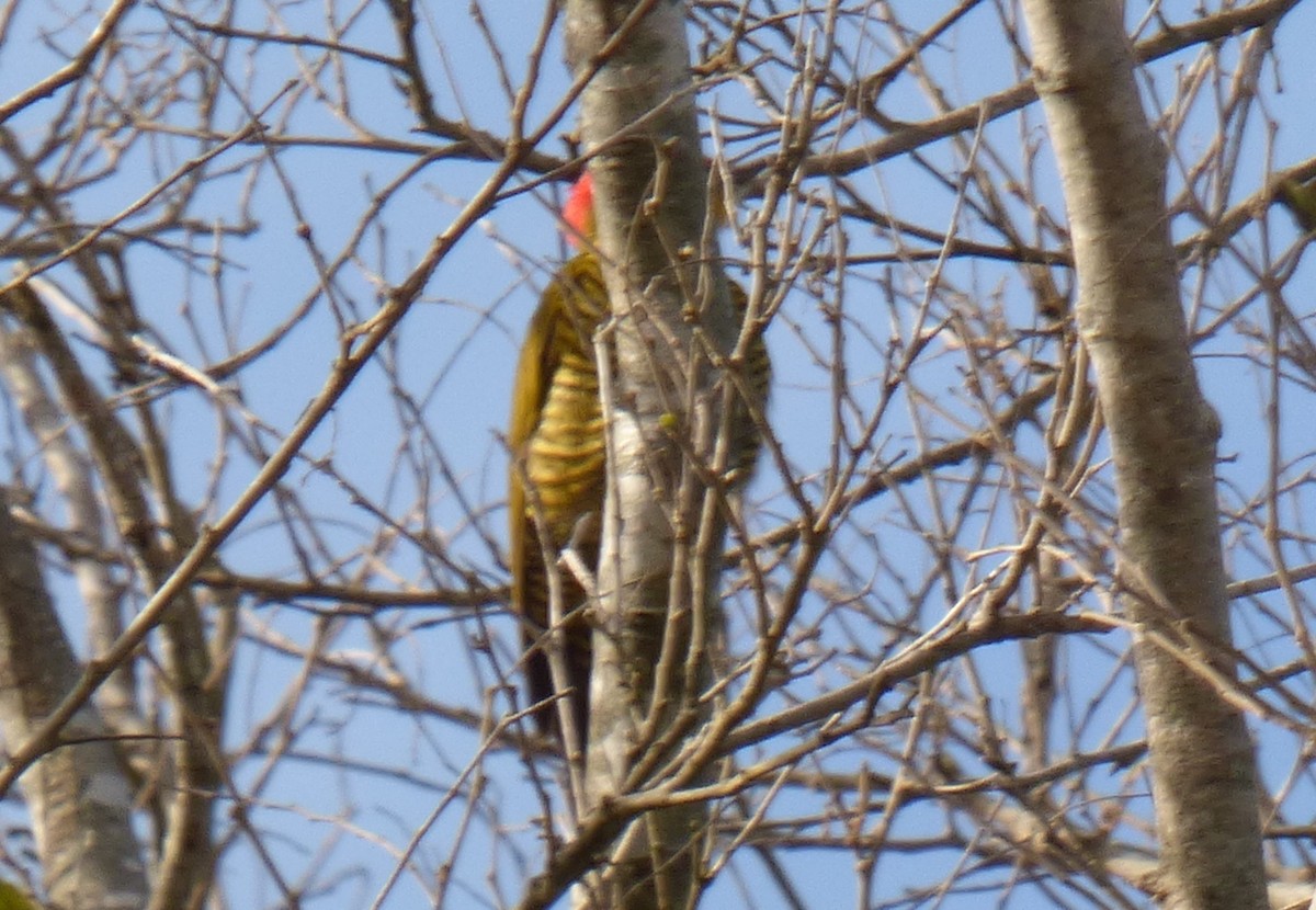 Golden-green Woodpecker - ML356609151