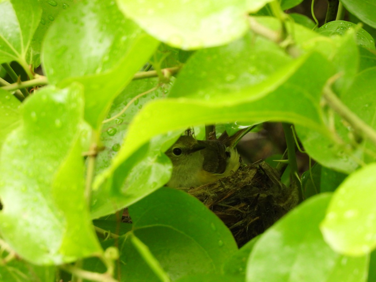 American Redstart - ML356609241