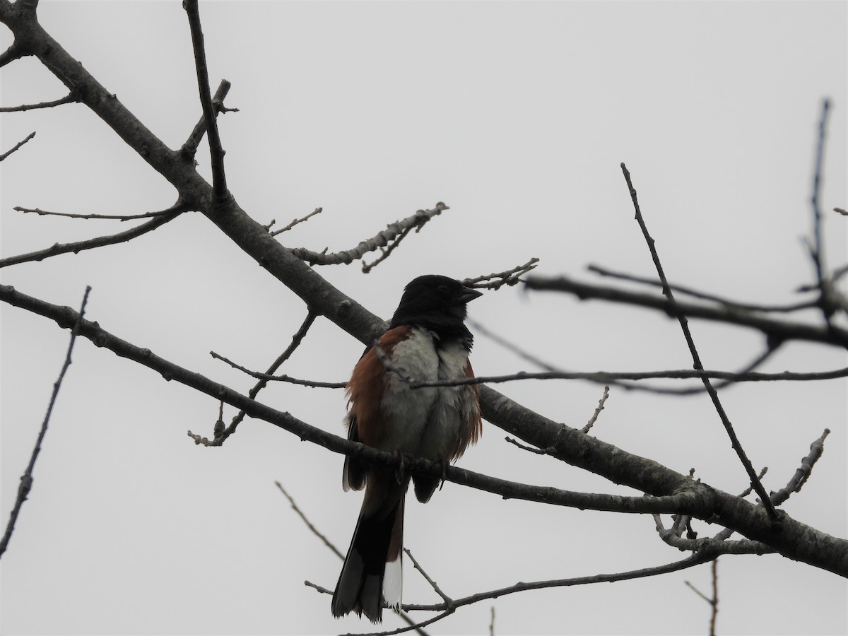 Eastern Towhee - Palm Warbler