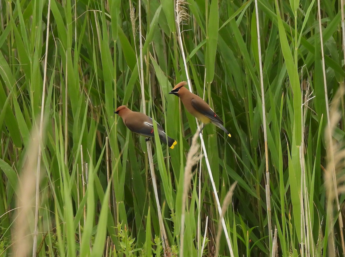 Cedar Waxwing - ML356610121