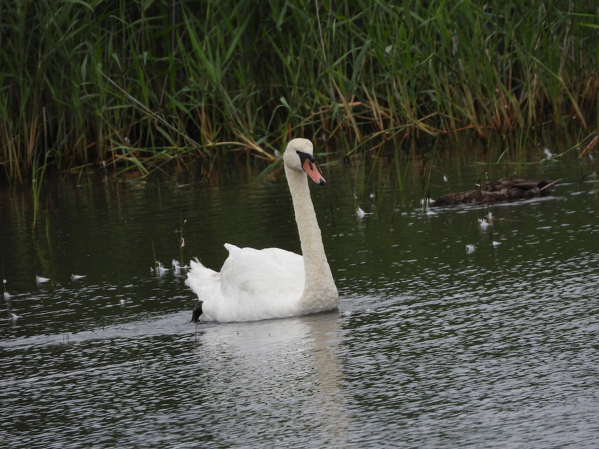 Cygne tuberculé - ML356610451