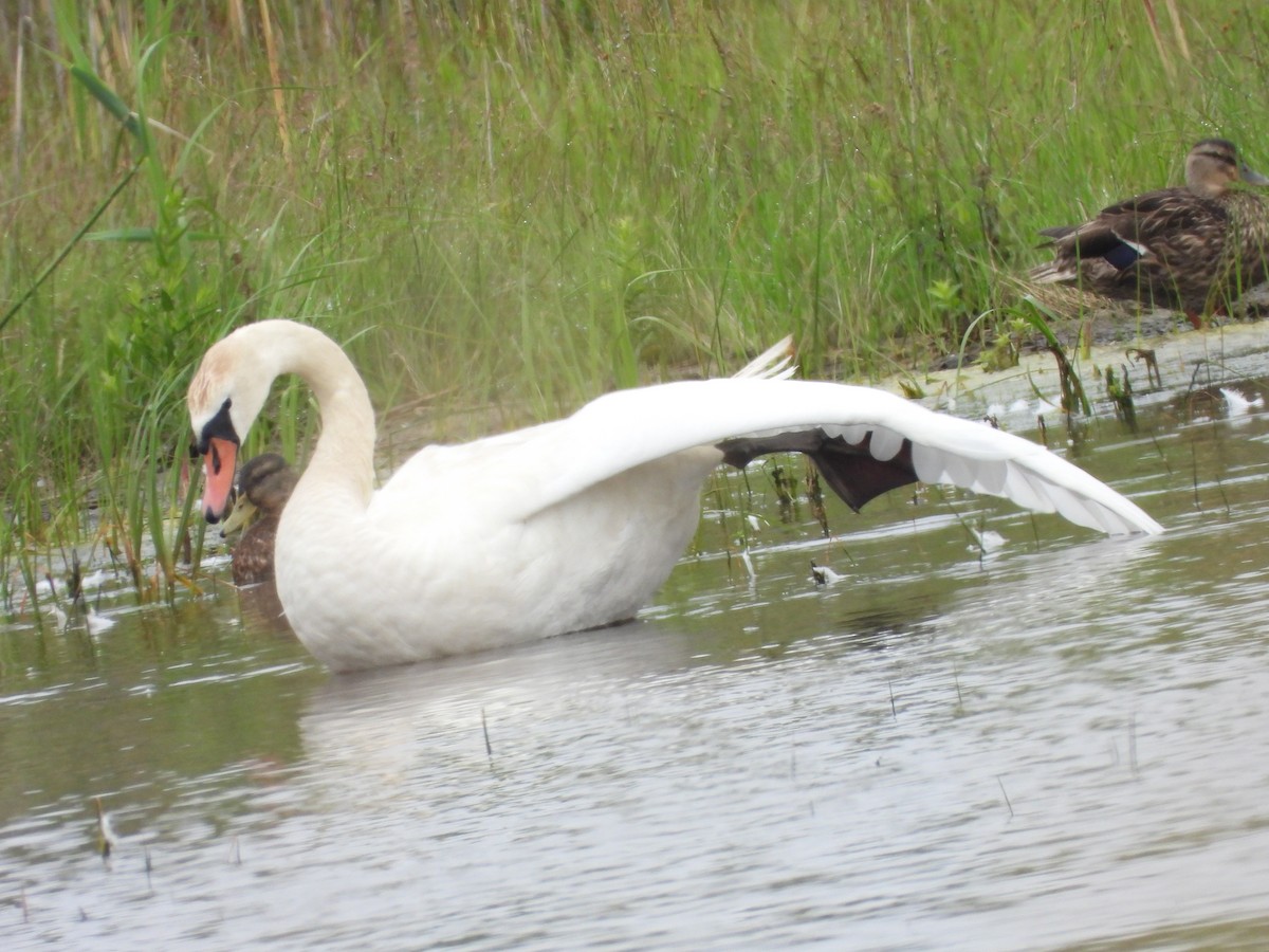 Mute Swan - Palm Warbler