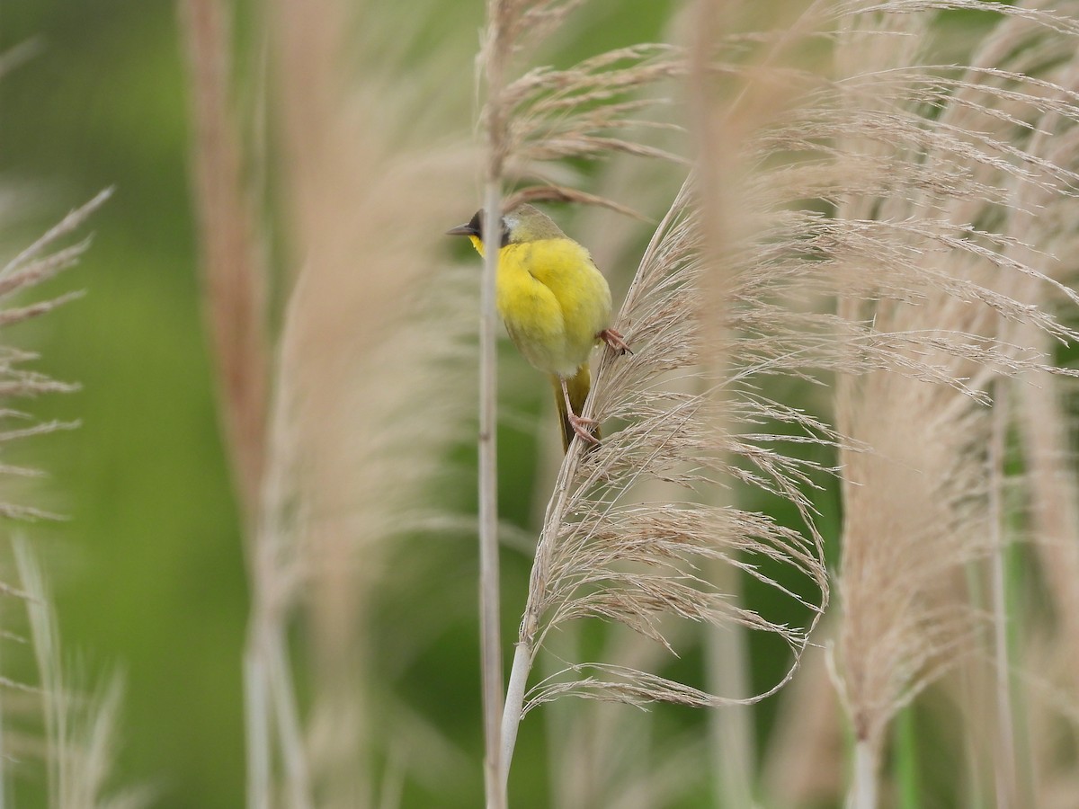 Common Yellowthroat - Palm Warbler