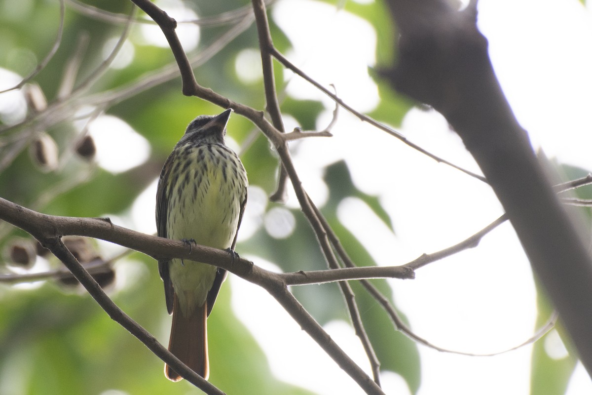 Sulphur-bellied Flycatcher - ML356611281