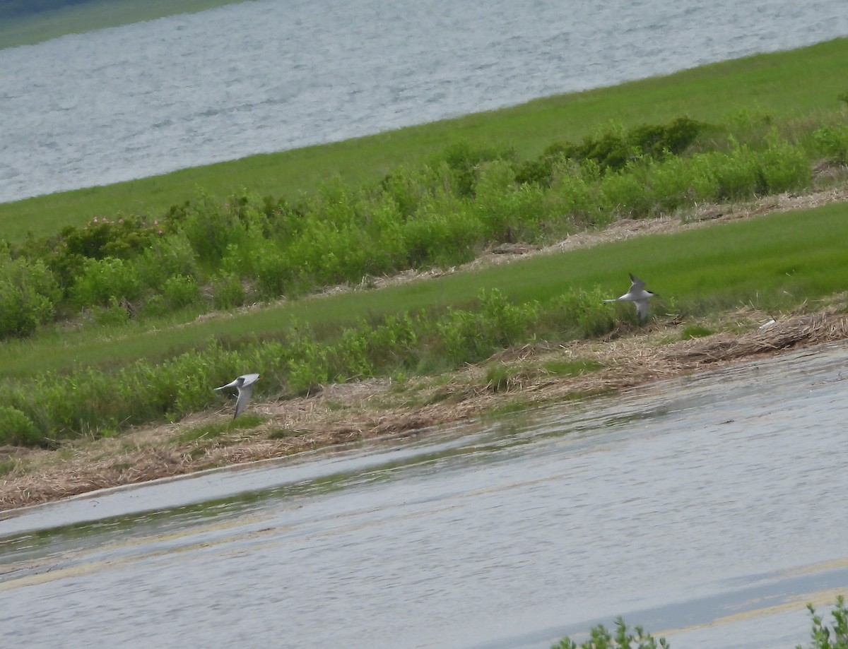 Common Tern - ML356611671