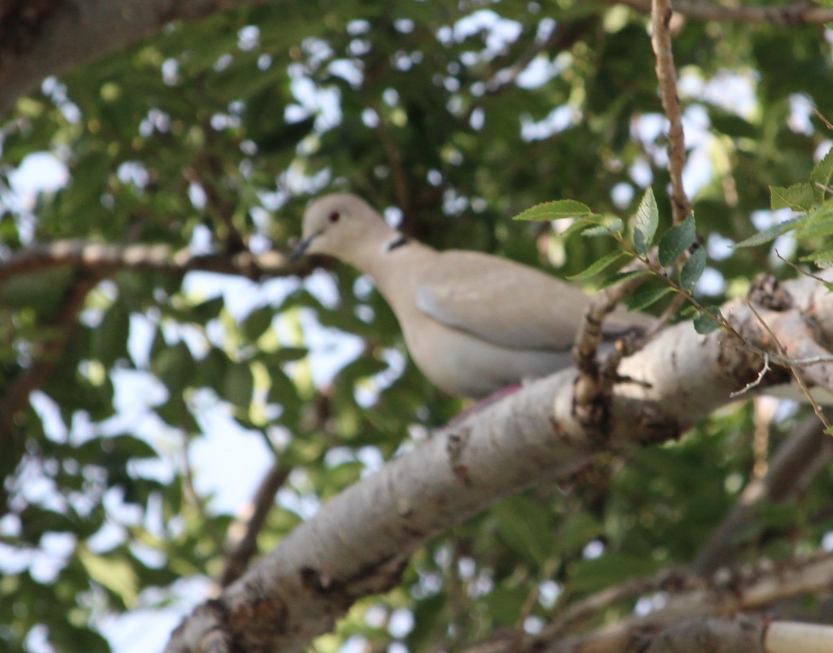 Eurasian Collared-Dove - ML35661181