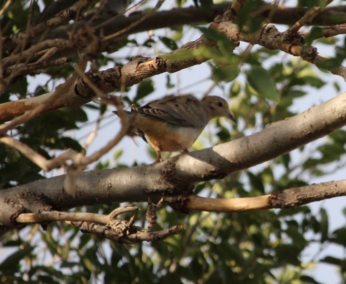 Mourning Dove - ML35661321