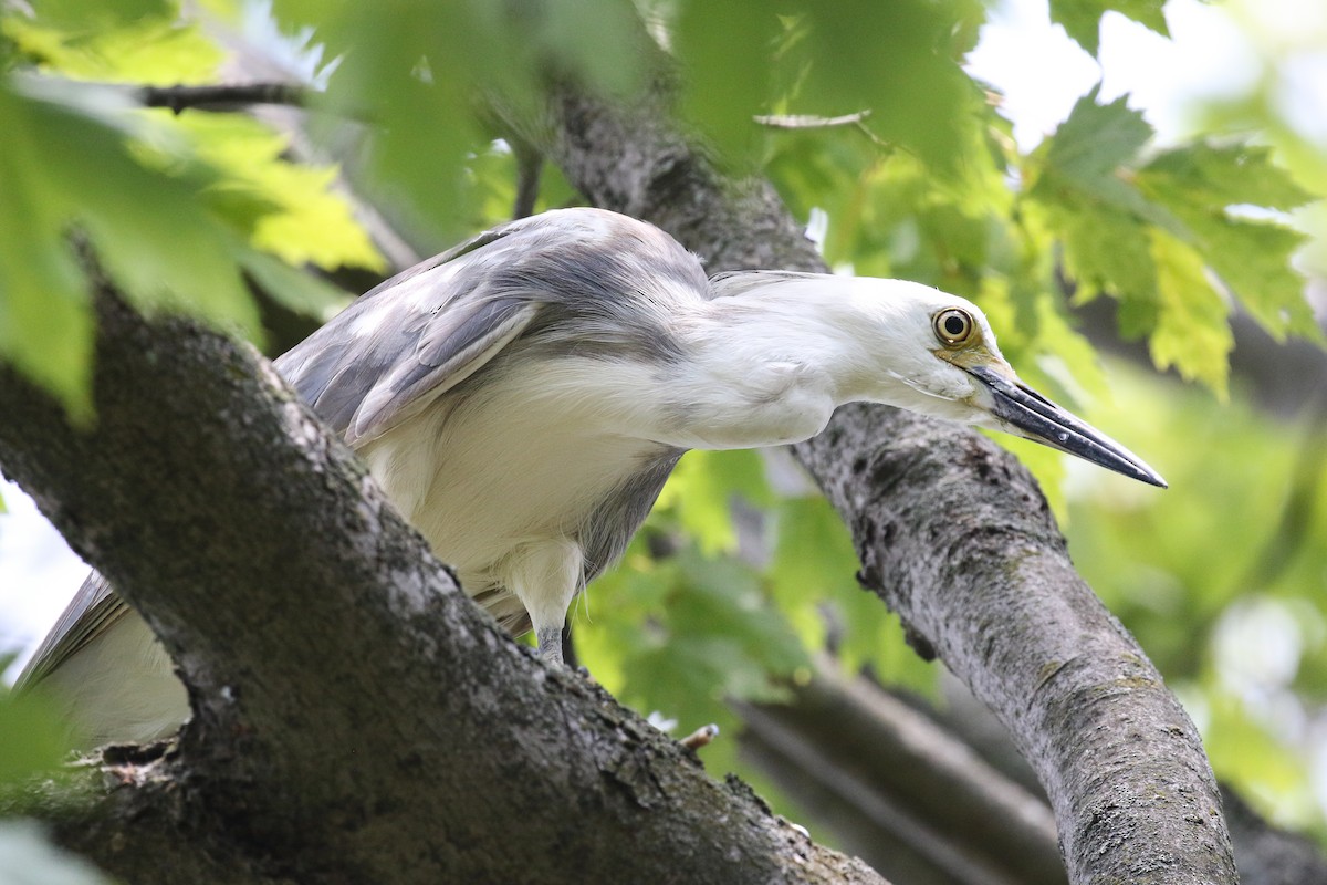 Little Blue Heron x Snowy Egret (hybrid) - Xiaoni Xu