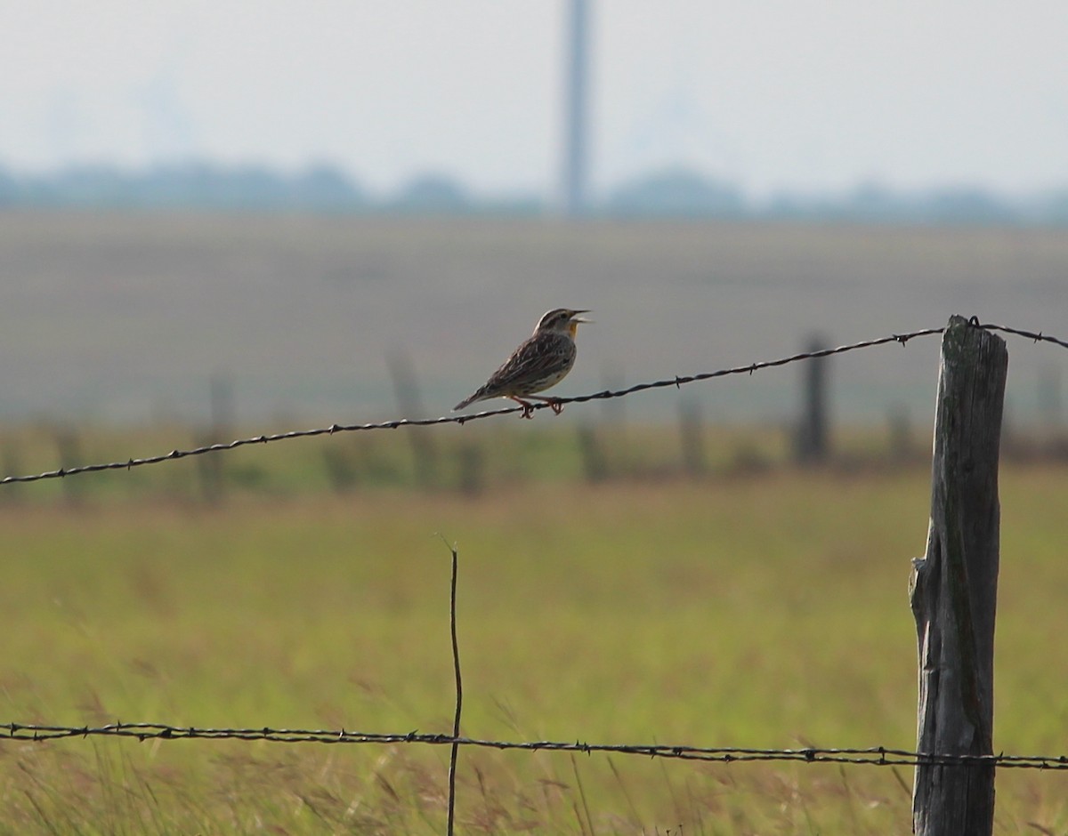 Eastern Meadowlark - ML35661501