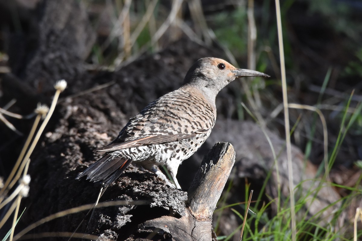 Northern Flicker (Red-shafted) - ML356615111