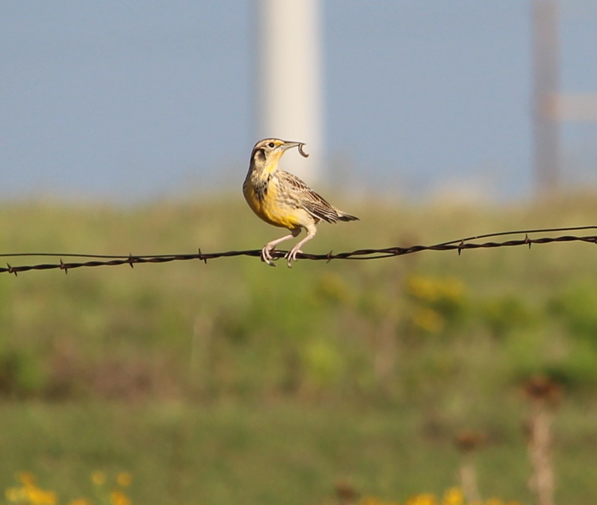 Eastern Meadowlark - Jessie  Brantwein