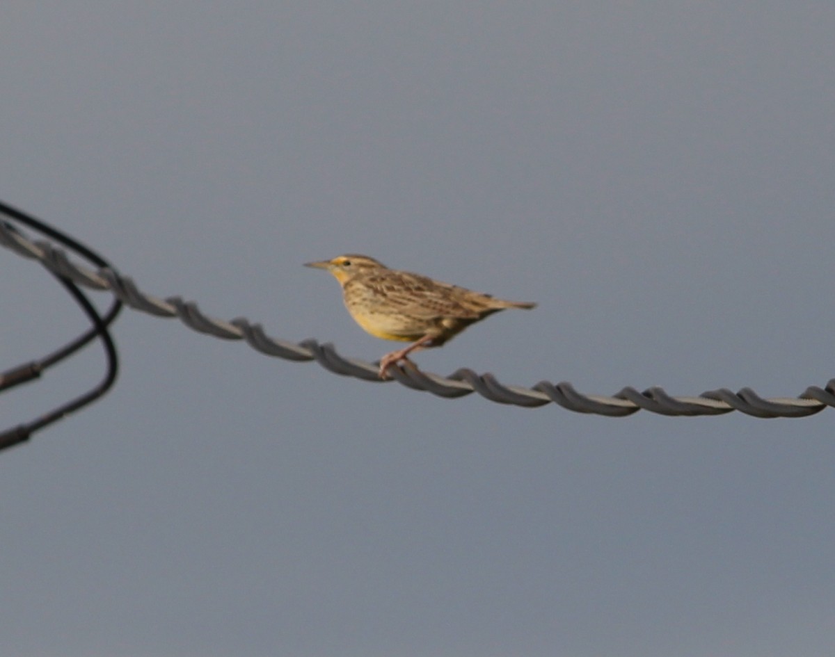 Eastern Meadowlark - ML35661561