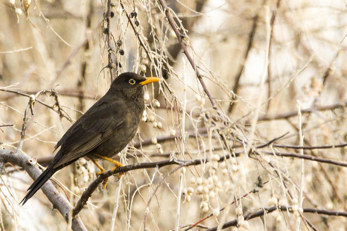 Chiguanco Thrush - Williams Daniel Nuñez