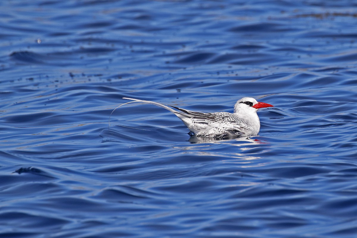 Red-billed Tropicbird - ML356617461