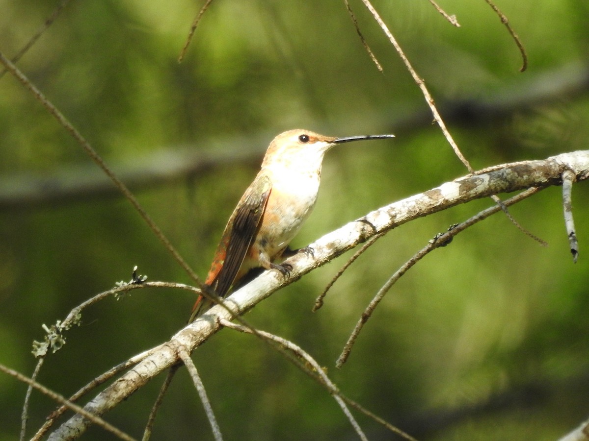 Rufous Hummingbird - Bill Ypsilantis