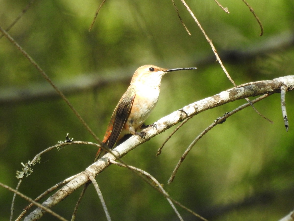 Colibrí Rufo - ML356617821