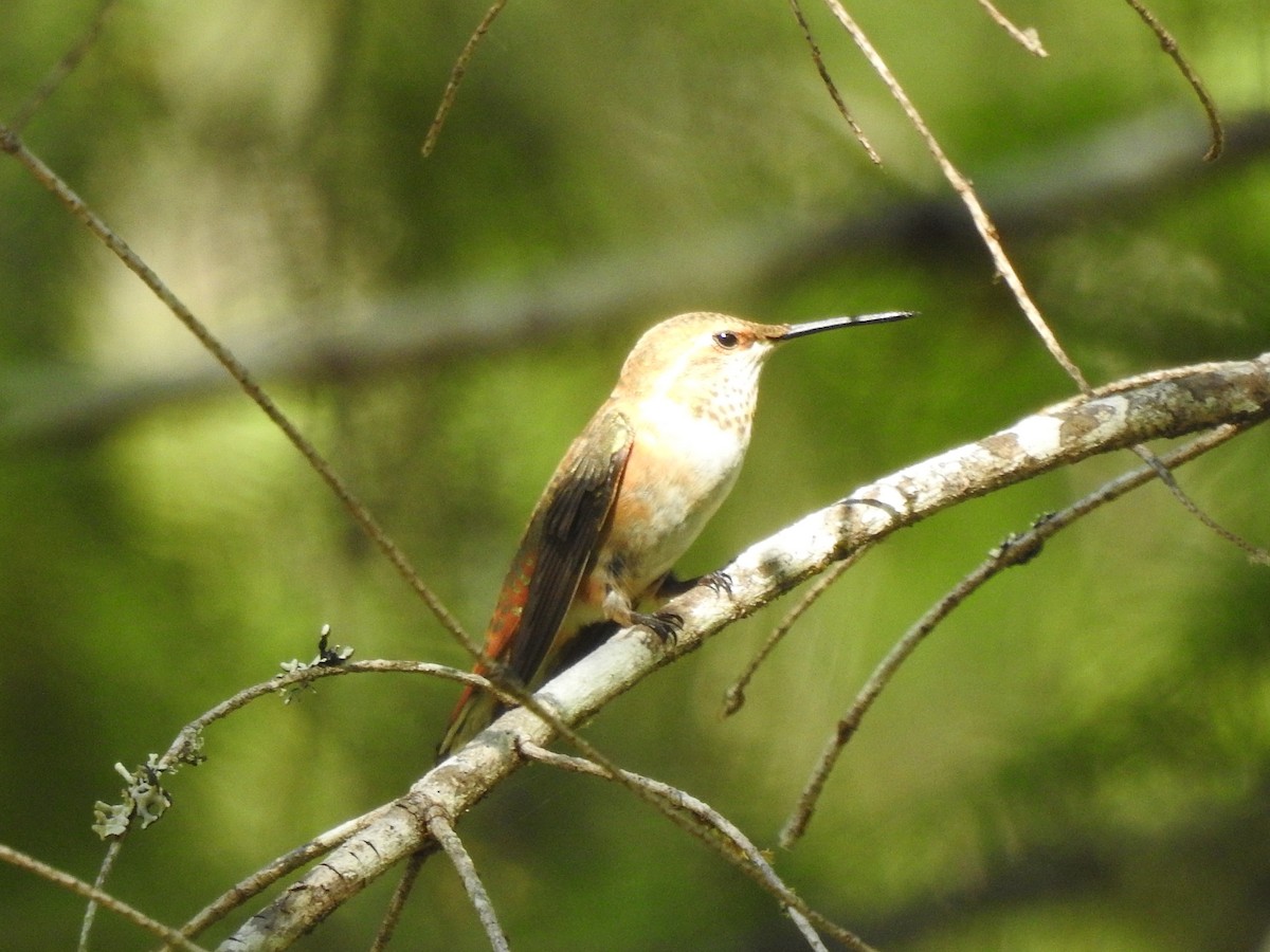 Rufous Hummingbird - Bill Ypsilantis