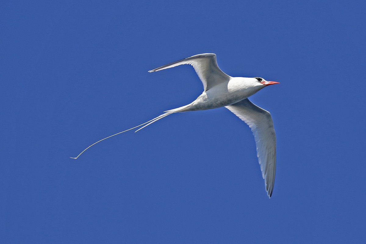 Red-billed Tropicbird - ML356617951